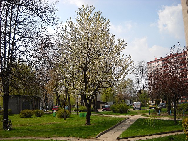 Drzewa między blokami